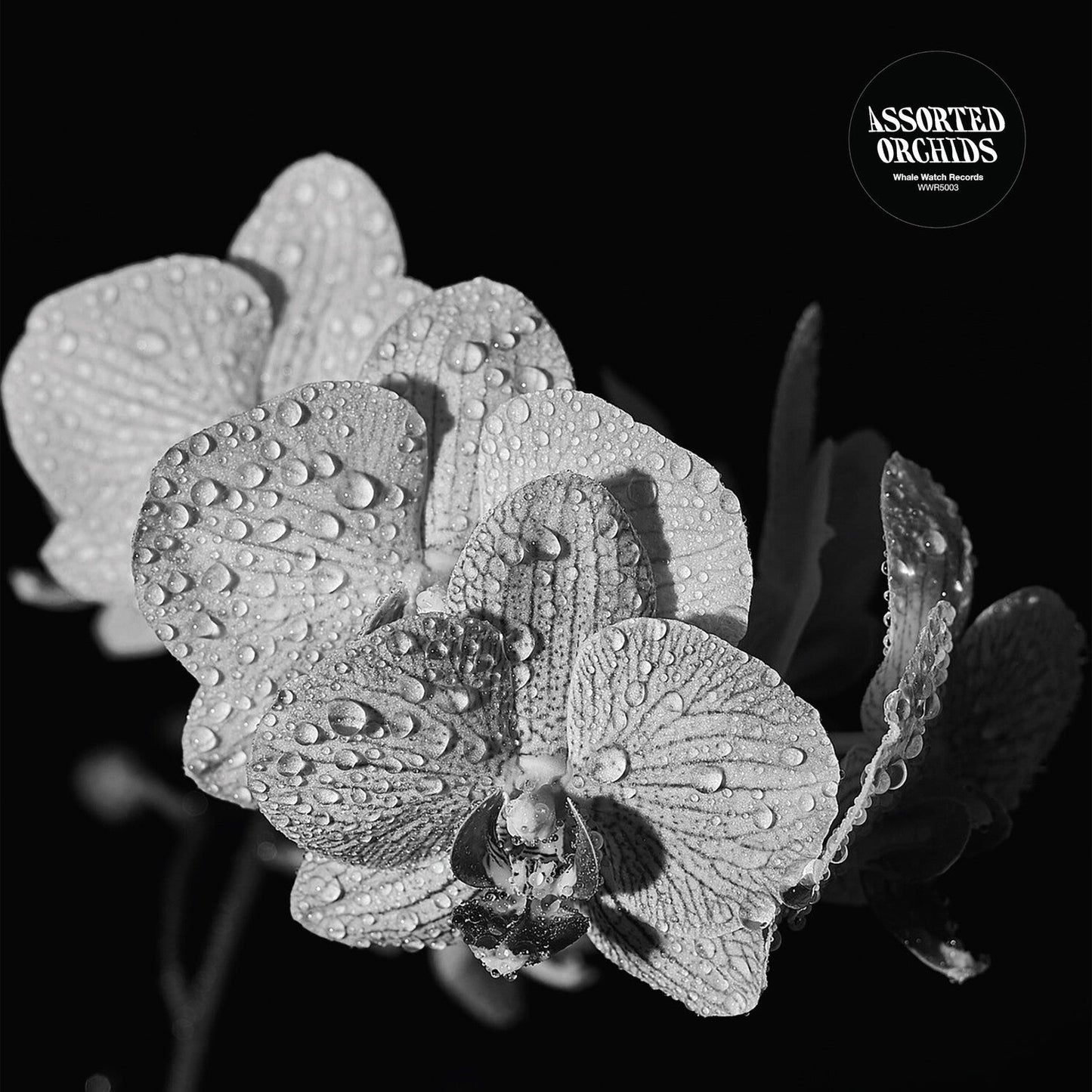 Assorted Orchids (Gatefold/White LP Vinyl)