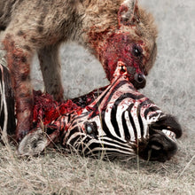 God Is War - Predation Perfected - LP Vinyl