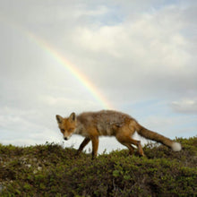 Buck Meek - Buck Meek (Translucent Green LP Vinyl)