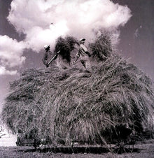 the album cover for William Elliott Whitmore - Field Songs