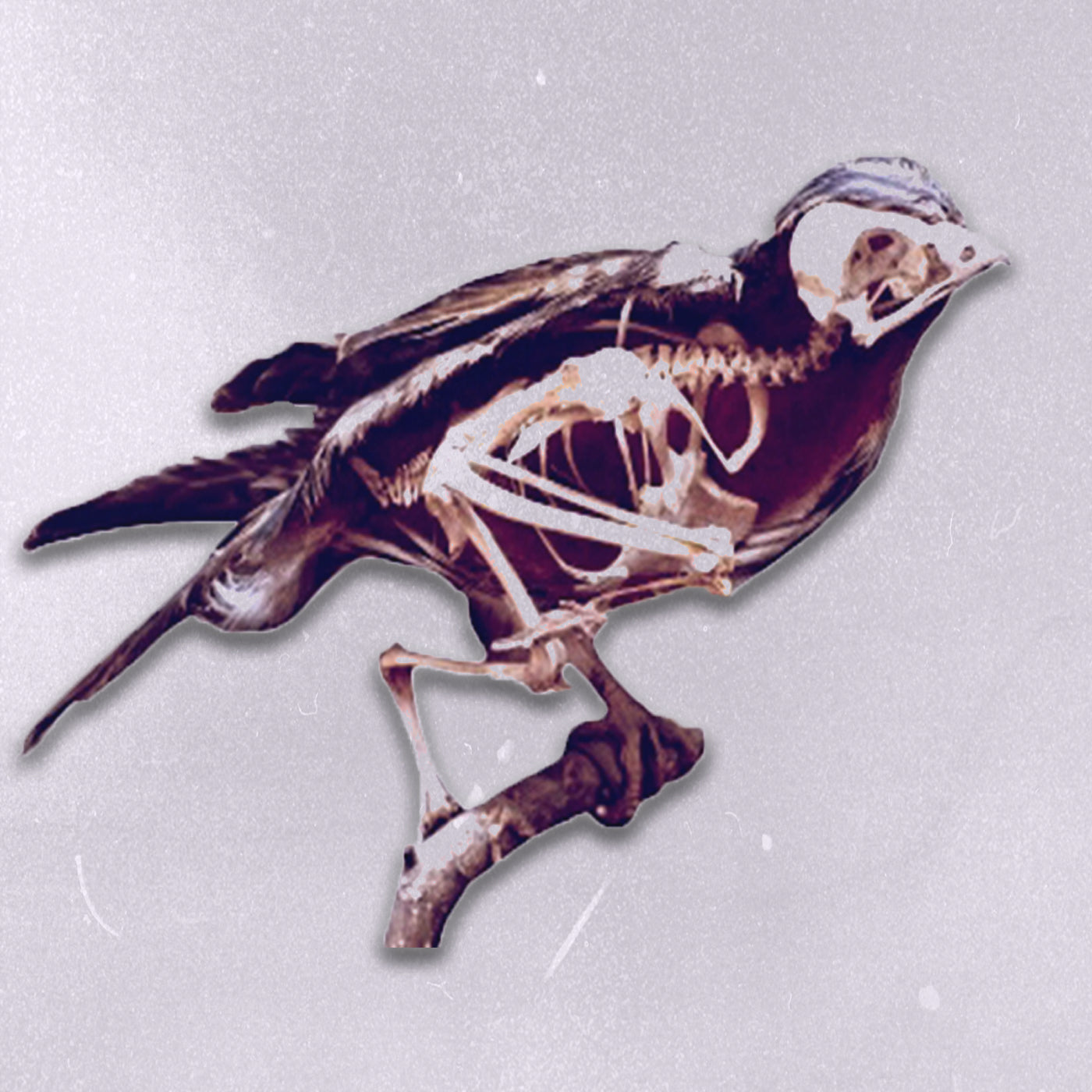 1970s Film Stock - Birds [CD]