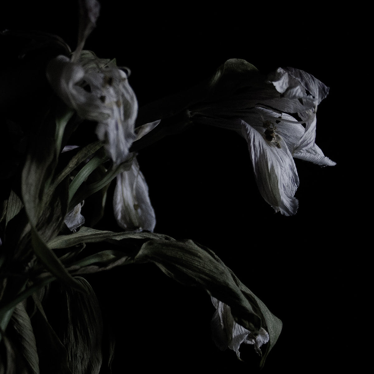 As We Cup Our Hands and Drink From the Stream of Our Ache [Vinyl]