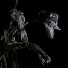 As We Cup Our Hands and Drink From the Stream of Our Ache [Vinyl]