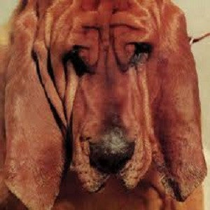 Goodbye Bread [CD]