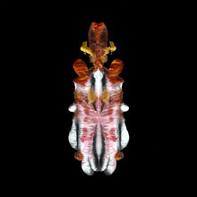 Scraps Of Tape - The Will To Burn [CD]