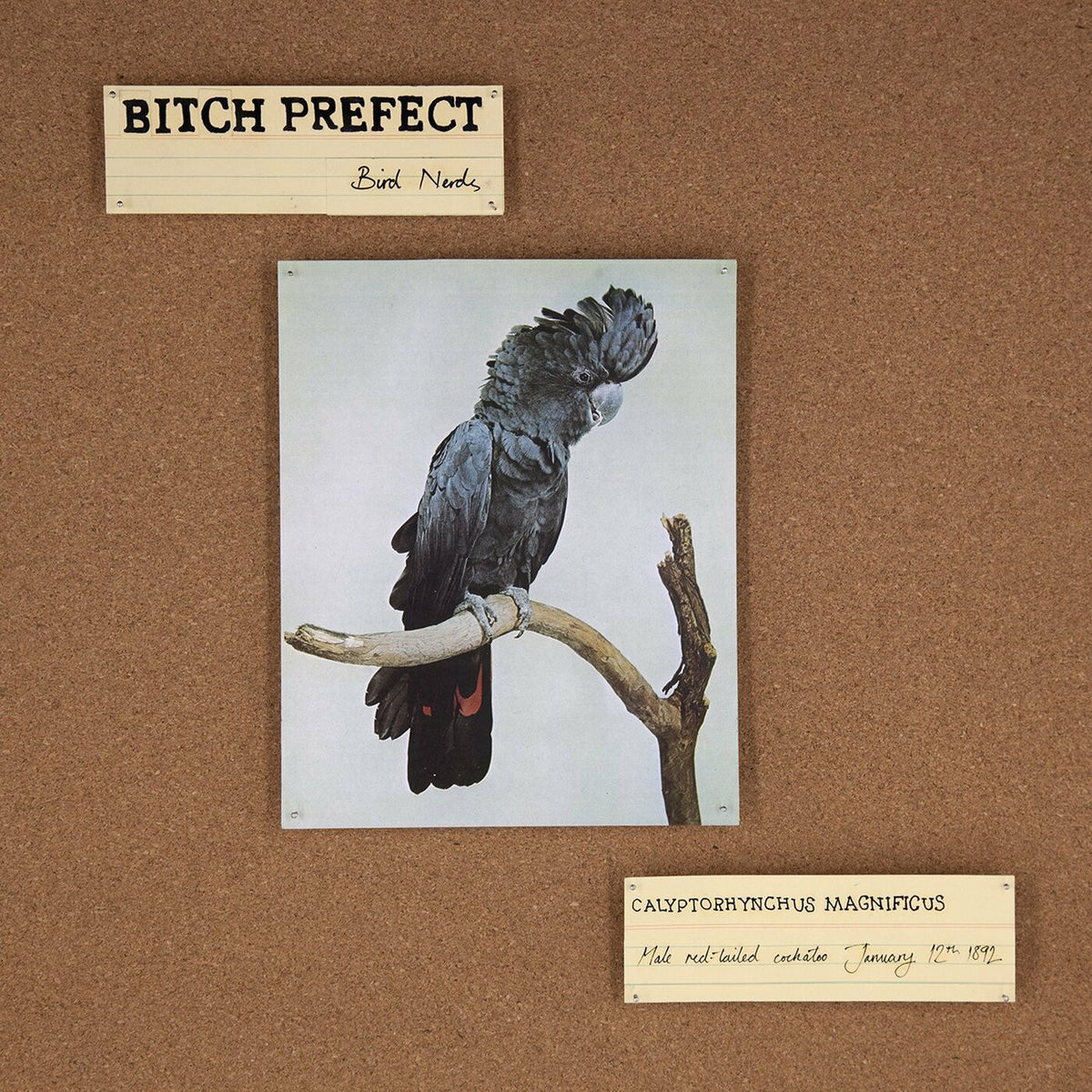 Bird Nerds [CD]