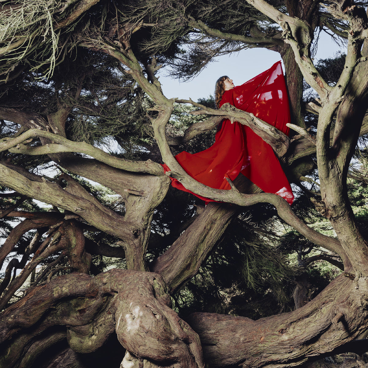 Hannah Frances - Nested in Tangles [CD]