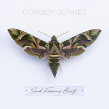 Such Ferocious Beauty [CD]