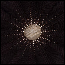 the album cover for Nat Baldwin - In the Hollows