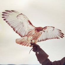 the album cover for Jm Airis - Wild Birds