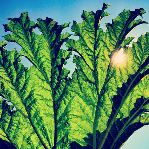 the album cover for Pfarmers - Gunnera [Vinyl]