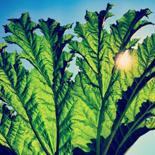 the album cover for Pfarmers - Gunnera [Vinyl]