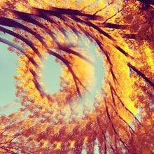 the album cover for Hawk & A Hacksaw - Forest Bathing