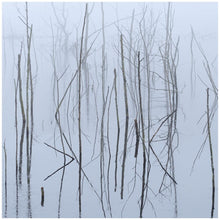 Olhava - Frozen Bloom [CD]