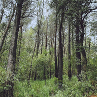 the album cover for L.A. - Evergreen Oak (Spa)