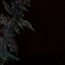 the album cover for Roleff, Lucy / Smith, Lehmann B - Dark Green