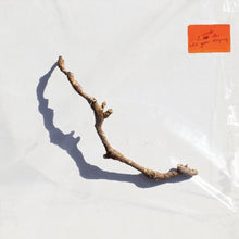 PJ Harvey - I Inside the Old Year Dying [LP] Vinyl Record