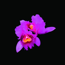 Opeth - Orchid [Reissue]