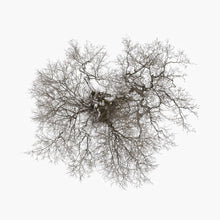 the album cover for John Metcalfe - Tree