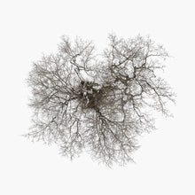 John Metcalfe - Tree [LP] Vinyl Record