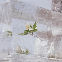 Windflowers (Clear LP Vinyl/140G)