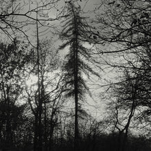 the album cover for Curse All Kings - Feral Earth