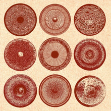 the album cover for Ensemble Nist-Nah - Spilla