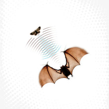 the album cover for Batsauce - Echolocation