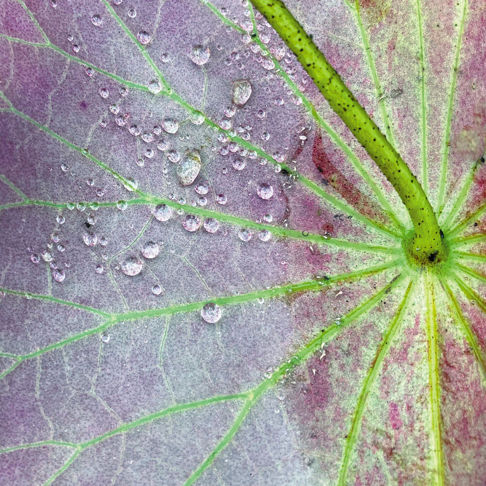 the album cover for Peter Chilvers - Dust 2 (10in)