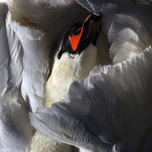 Wild Terrier Orchestra - Even The Chimera - LP Vinyl