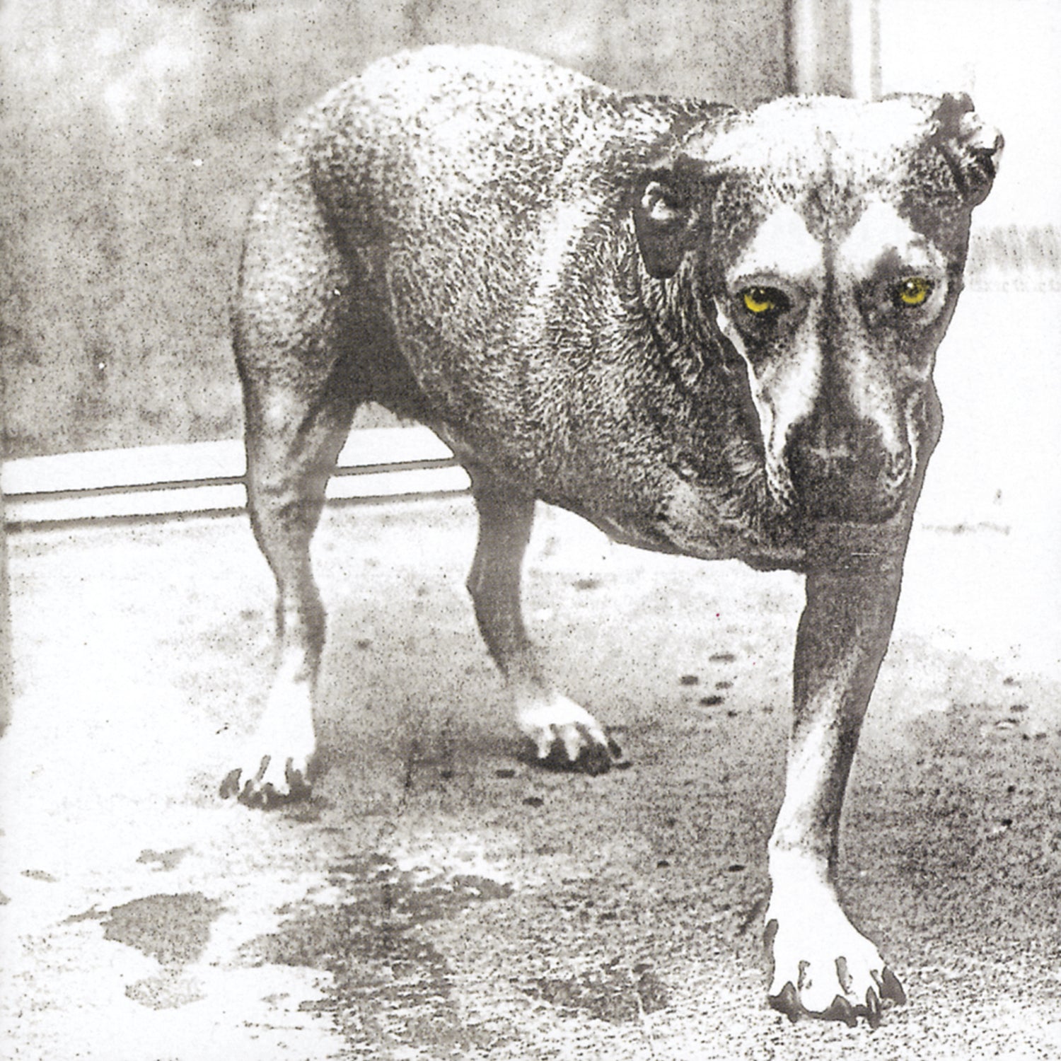 Alice In Chains (30Th Anniversary Reissue) [Color Vinyl] [2LP] [Vinyl]
