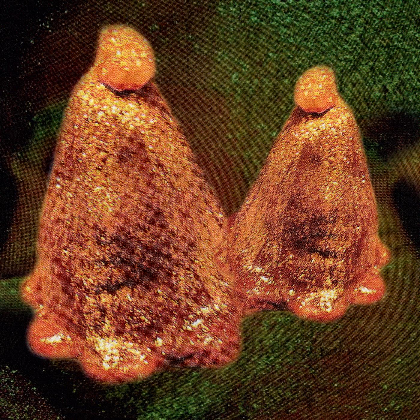 Black To Comm - Oocyte Oil & Stolen Androgens [Vinyl] - Paladin Vinyl