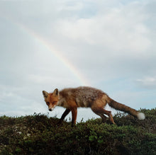 Buck Meek - Buck Meek (Dl Code) - LP Vinyl