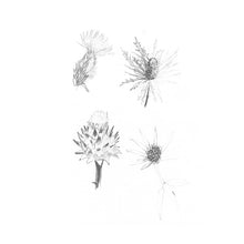 Distels [Vinyl]
