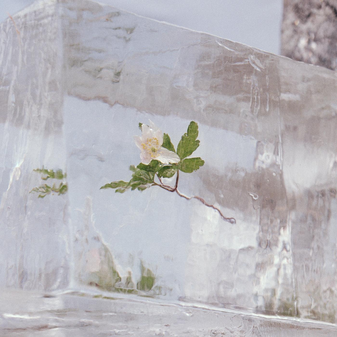 WINDFLOWERS (CLEAR VINYL) [Vinyl] - Paladin Vinyl