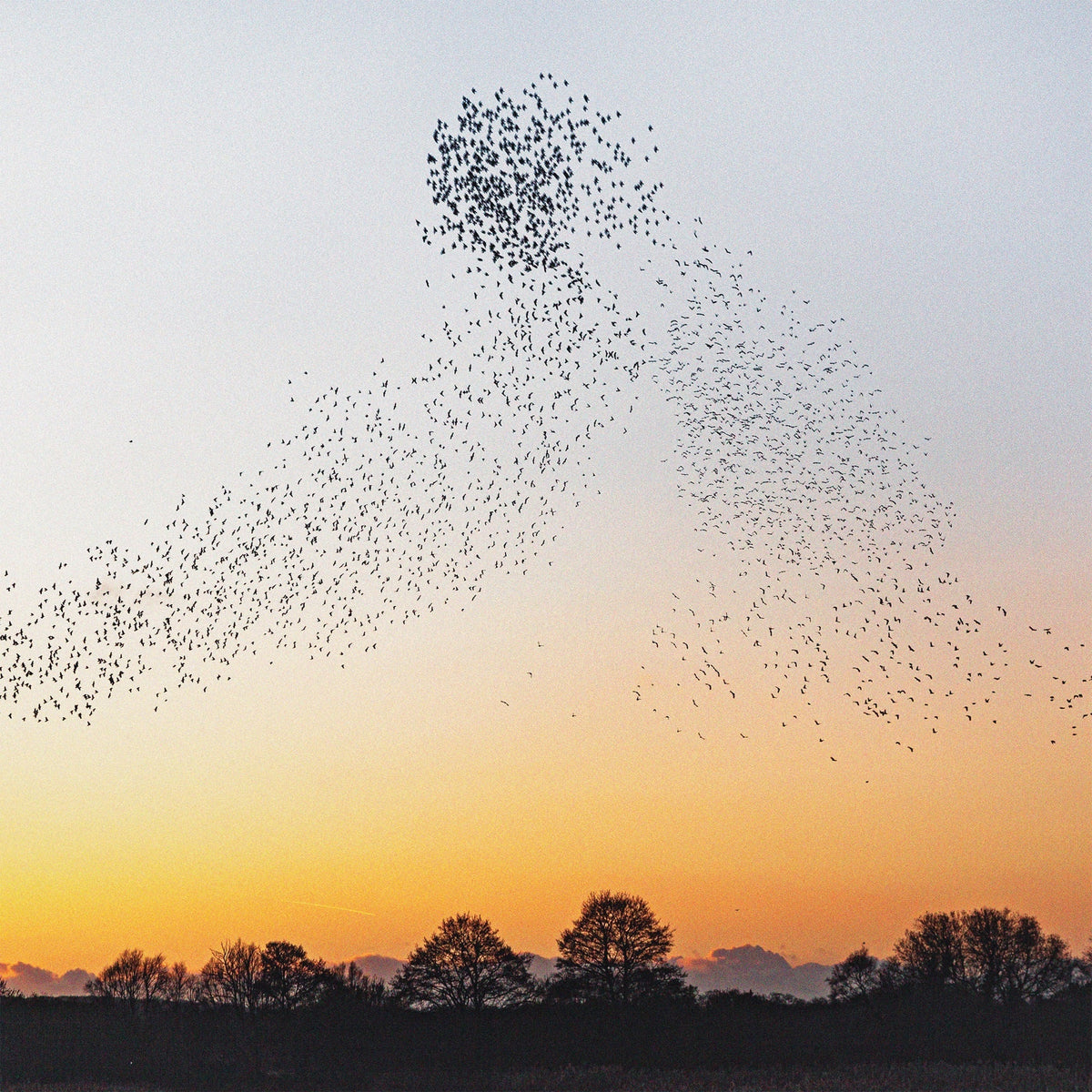 Dawn Chorus (180G) [Recycled Vinyl] [Vinyl]