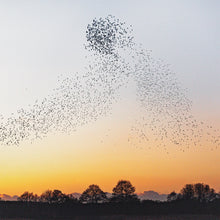 Dawn Chorus (180G) [Recycled Vinyl] [Vinyl]