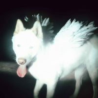 Fat Dog - Cancel Me (I'M Tired) (Indie Exclusive, Coke Bottle Green Vinyl) [Vinyl]