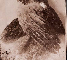 GLISSANDO - The World Without Us [CD]