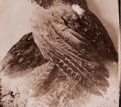 GLISSANDO - The World Without Us [CD]