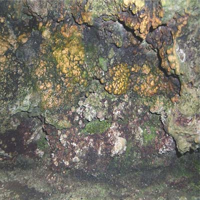 HIVE MIND - Elemental Disgrace [Vinyl]