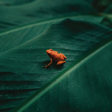 Ingrediente - Ingrediente [Vinilo]