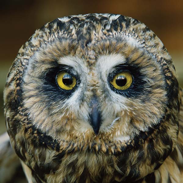 JEFF BURCH - Jeff Burch [CD]