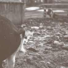 JOHN CHANTLER - Tomorrow Is Too Late [CD]