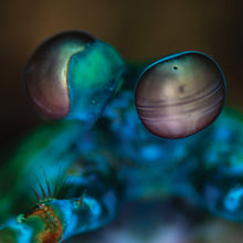 Amasia: Anamibia Sessions 2 (Crystal Clear Vinyl) [Vinyl]