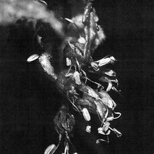 MIKE SHIFLET - Sufferers [Vinyl]