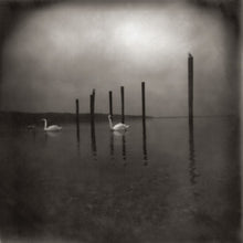 OM - Conference Of The Birds [Vinyl]