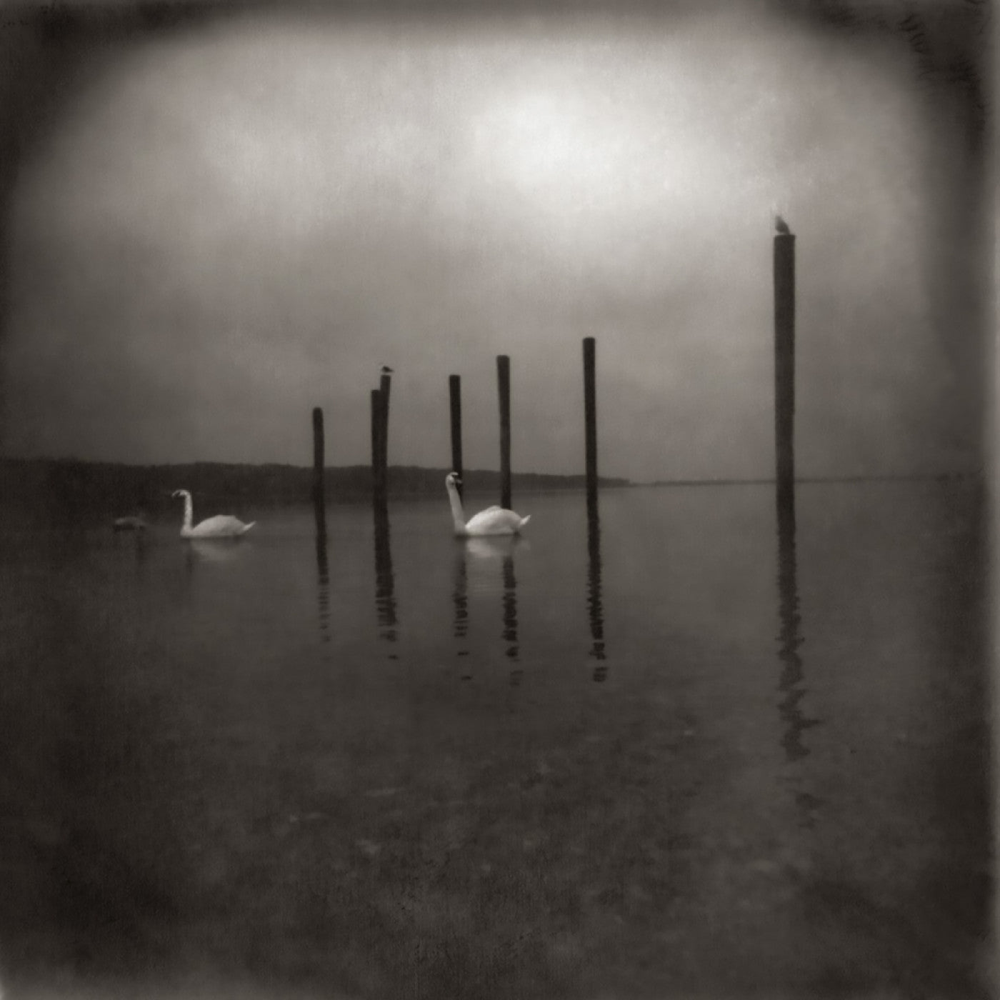 OM - Conference Of The Birds [CD]