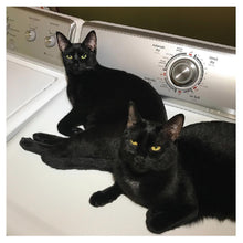 Sons Of (Indie Exclusive Turquoise Vinyl) [Vinyl]