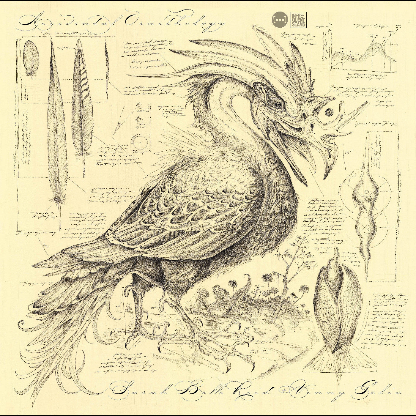 Accidental Ornithology [CD]